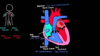 Kalp ve Kan Dolaşımı (Sağlık ve Tıp) (Dolaş