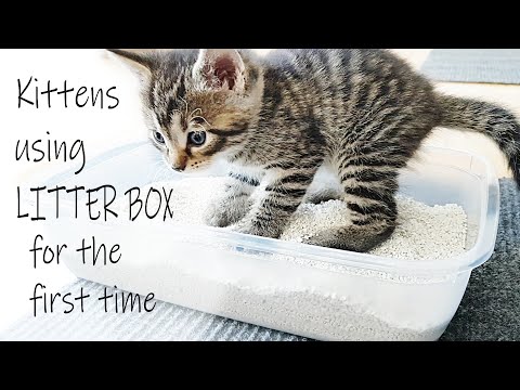 Kittens Using LITTER BOX for the First Time - Dad Cat Comes to See Litter Training