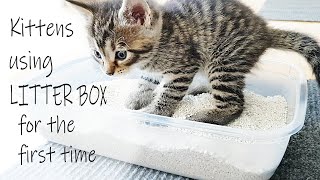 Kittens Using LITTER BOX for the First Time - Dad Cat Comes to See Litter Training