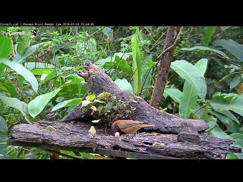 Tennessee Warbler On The Panama Fruit Feeder Cam – Jan. 3, 2018