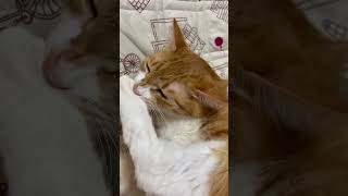 脚を食べる猫 #ショート #cat