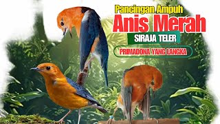 Download lagu Pancingan Anis Merah Siraja Teler Langsung Gacor mp3