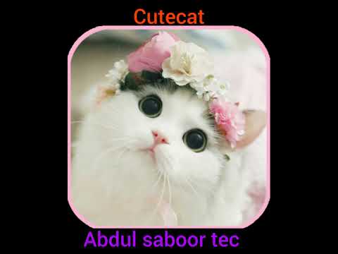 😹Cats Doing Cat Things