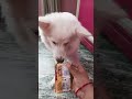 Chehre Se Najar Nahin Hatati Cutepet Funny Dog Lover