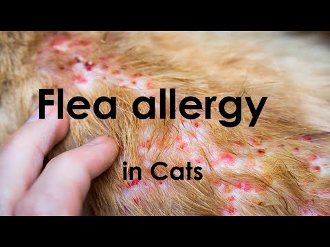 Why  is my cat itching? Flea bite allergy [Video #One