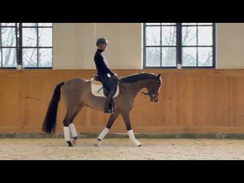 First Lady (Fürst Fabrice - Don Schufro)