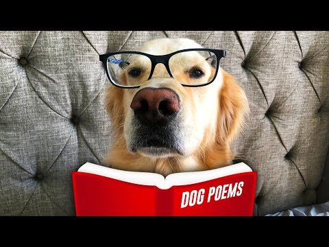 Father's Day Poems for a Dog Dad (Trev's Surprise Present)