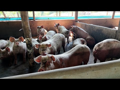 Suinocultura vive bom momento. E expectativas são positivas para 2026
