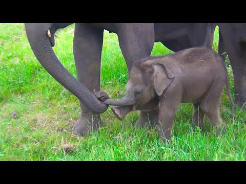 Newborn baby elephant playing with its mother and her group | Amazing Moments | Jungle Animals