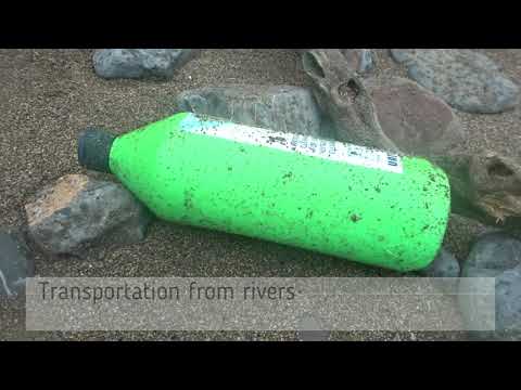 Beach Clean - ENVS2004