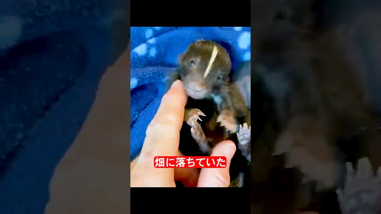 これはなんの赤ちゃんでしょう？