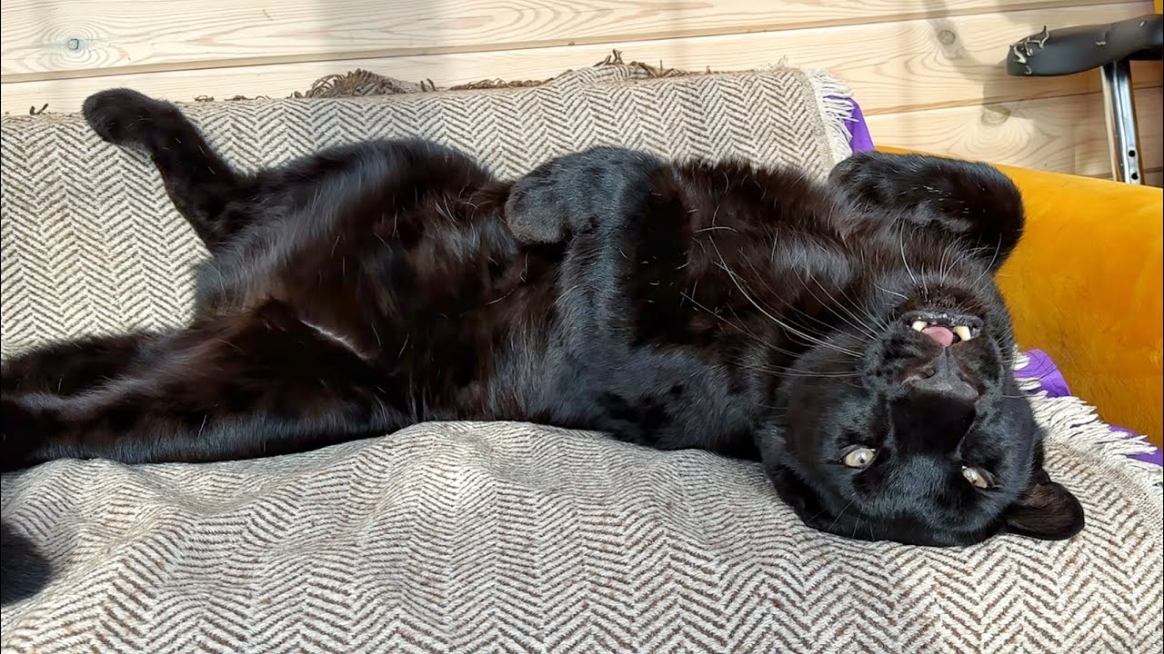 Coaxing Luna the panther out for a walk(ENG SUB)