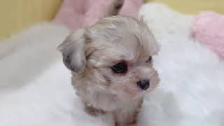 ハーフ犬の動画01