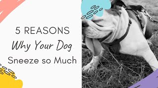 Why is my Dog Sneezing So Much? 5 Reasons Why your Dog Sneeze so much Explained
