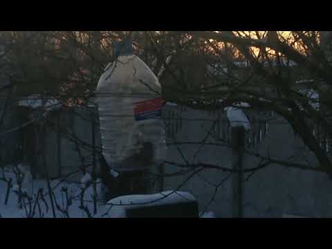 🎄3 ЯНВАРЯ, ПТИЦЫ, ПОГОДА 🎄