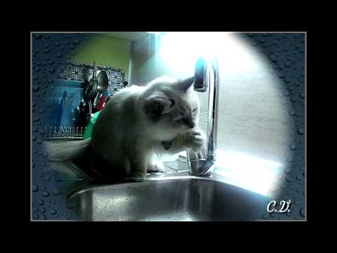A five months Ragdoll kitten playing with water