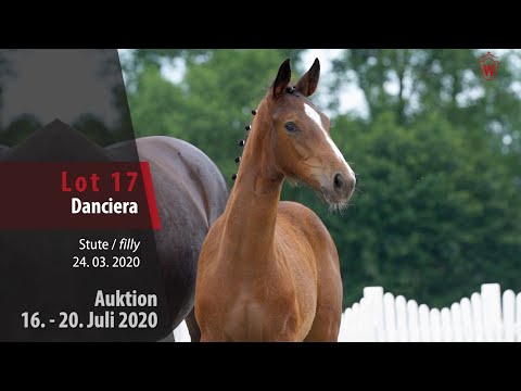 Westfälische Online Auktion 16. - 20. Juli: Lot 17 Danciera Stute v. Dancier Gold-Sir Donnerhall II