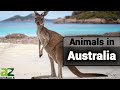 Wildlife In Australia A Guide Of Different Types Of Australian Animals