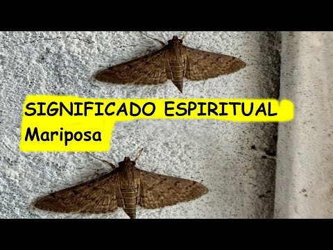 Spiritual Meaning of Moth, Moths are also seen as spiritual messengers