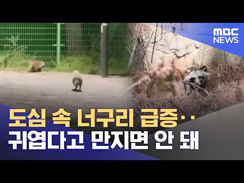 도심에 너구리가 많아졌어요, 귀여워도 만지면 안 돼요