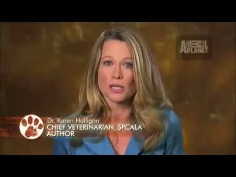 Pet4you.gr: Dogs Puggle