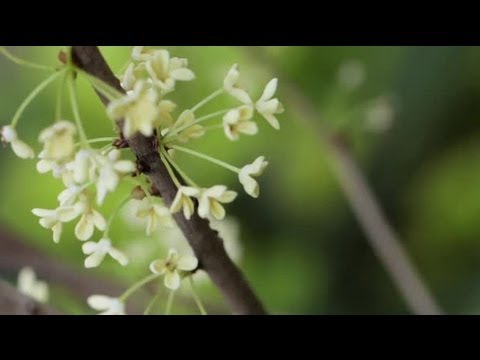 download lagu mp3 mp4 Jasmim, download mp3 Jasmim free download, download mp3 Jasmim