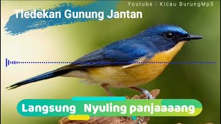 Download lagu Suara burung Tledekan gacor ngerol | Kicau Burung Mp3 mp3 Download lagu Suara burung Tledekan gacor ngerol | Kicau Burung Mp3 mp3