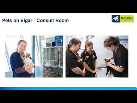 Animal Studies Presentation