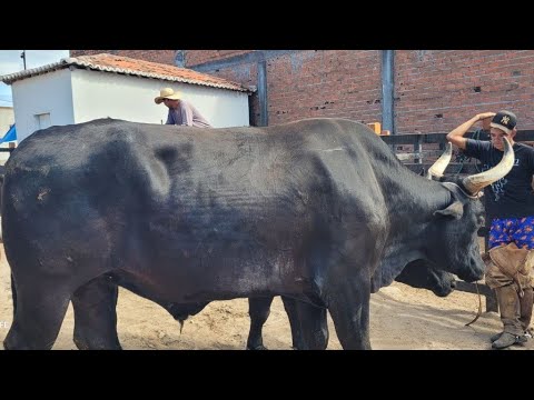 FEIRA DO GADO DE MANARI PERNAMBUCO 26/03/2026