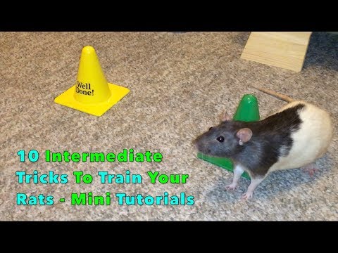 10 Intermediate Tricks To Train Your Rats - Mini Tutorials