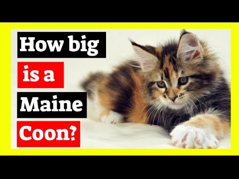 Maine Coon Size - How big is a Maine Coon Cat?