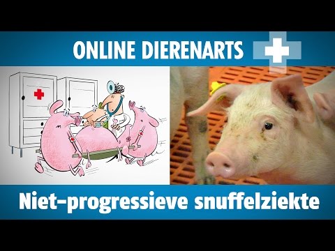 , title : 'Online dierenarts: niet-progressieve snuffelziekte - www.pigbusiness.nl'