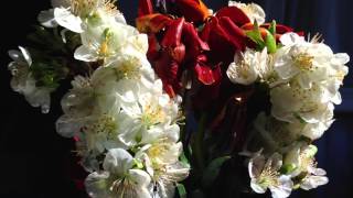 Ave Maria no Morro, João Gilberto