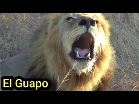 ¿Cómo rugian Los Mapogo?🤔🦁.