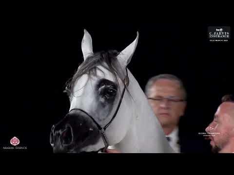 N 43 TM BELLA   Global Champions Arabians Tour Muscat   Fillies 2 3 Years Old Section B Class 2B