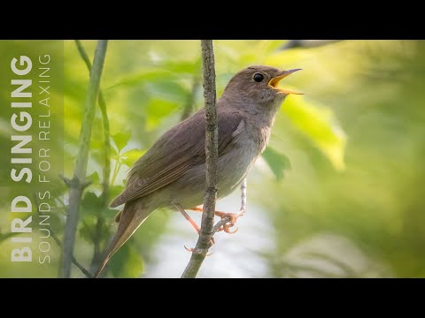 Birds Chirping - 24 Hour Bird Sounds Relaxation, Soothing Nature Sounds, Birds Chirping