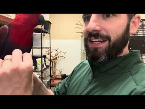 Learn About the female Solomon Island Eclectus!