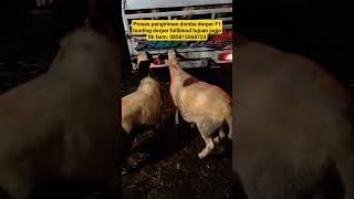 Download lagu proses kirim domba dorper f1 bunting dorper FB ke kota jogja #domba #sheep #goat #skfarm #blitar mp3