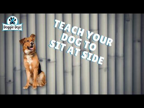 Teaching Your Dog to Sit At Side