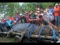 10 Abnormally Large Animal Discoveries
