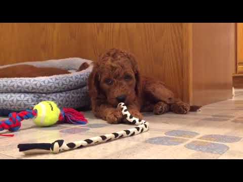 Mini Goldendoodle - Tiffany