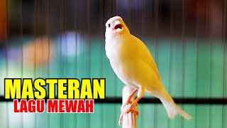 Download lagu MASTERAN KENARI SUARA JERNIH, LAGU ISTIMEWA BUAT MEMASTERIN KENARI PAUD AGAR NGELAGU ENAK mp3 Download lagu MASTERAN KENARI SUARA JERNIH, LAGU ISTIMEWA BUAT MEMASTERIN KENARI PAUD AGAR NGELAGU ENAK mp3