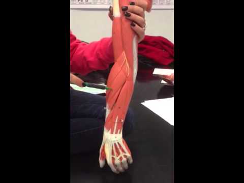 Bio 136 Human Muscles