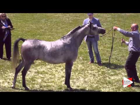 N.58 A.F. ACAPULCO - Ströhen 2015 C-Show - Stallions 4 to 6 years old (Class 12)