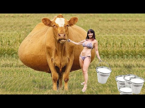 Amazing Modern Automatic Cow Farming Technology - Incredible Automatic Feeding and Milking #cows