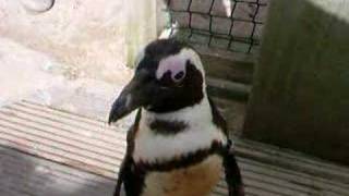 preview picture of video 'African Penguins at Living Coasts Torquay'