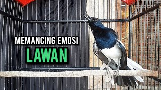 Download lagu kacer gacor NGEPLONG tarung ini paling ampuh buat PANCINGAN KACER agar EMOSI NYAUT mp3