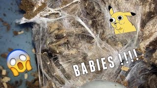 Pulling out Baby Tarantulas from Mom ~ IT WASN'T A PHANTOM !!!