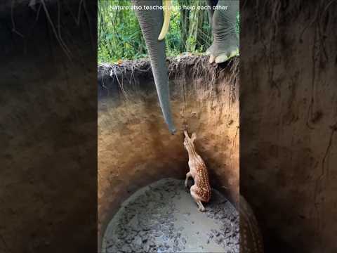 Elephant rescues deer stuck in hole #wildliferescue