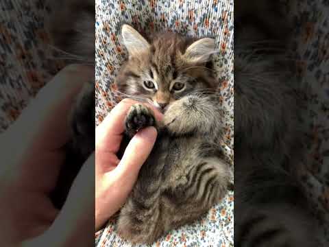 Massaging Kitten Paw #shorts